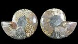 Bargain, Cut & Polished Ammonite Fossil - Agatized #69022-1